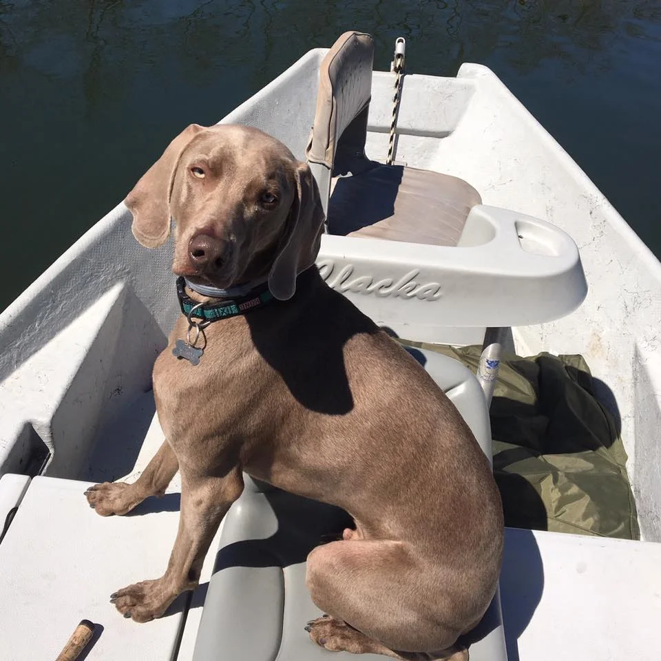 Sweetwater Guide Service found a new guide!