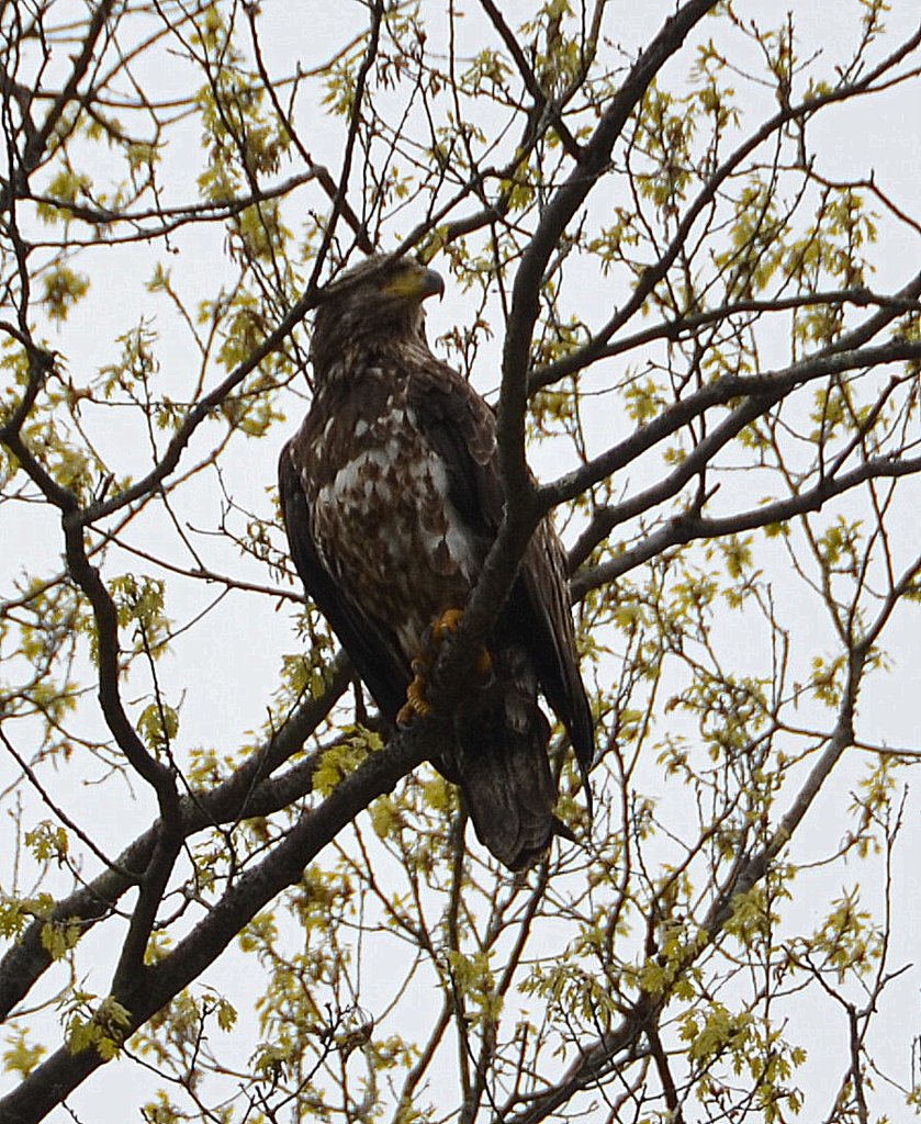 5/10/16 Golden Eagle siting. PC: Bob L.