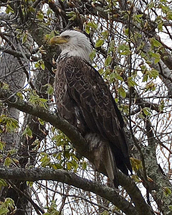 5/10/16 Mature Bald Eagle. PC: Bob L.