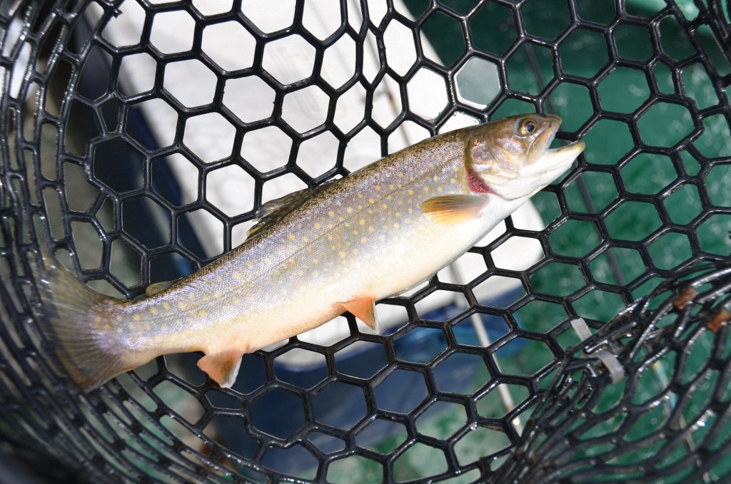 5/10/16 A Brookie!!