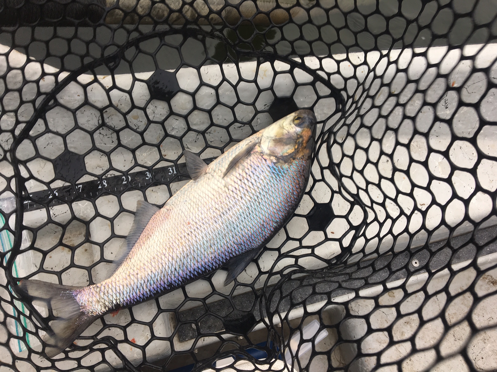 5/28/16 First Hickory Shad of the year!
