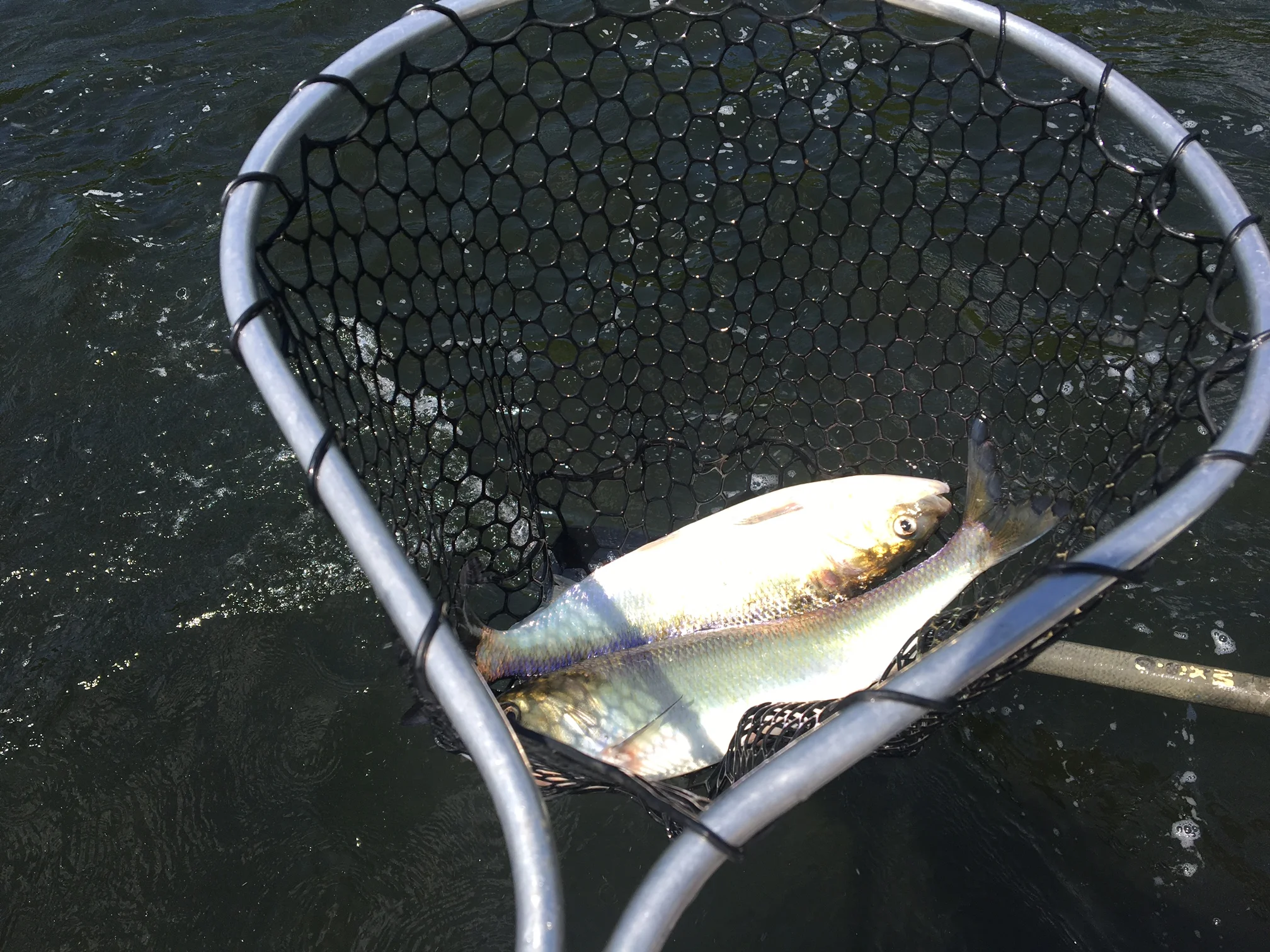 5/29/16 American Shad have been plentiful.