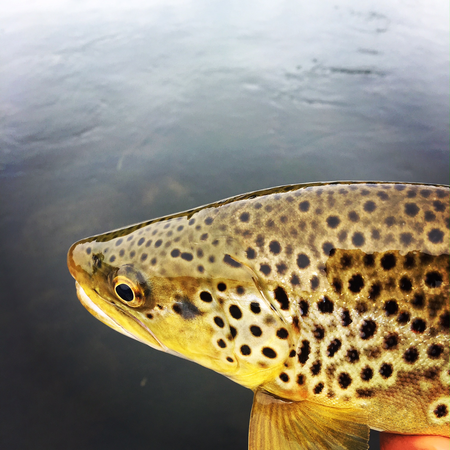 Nice colors Brown trout.