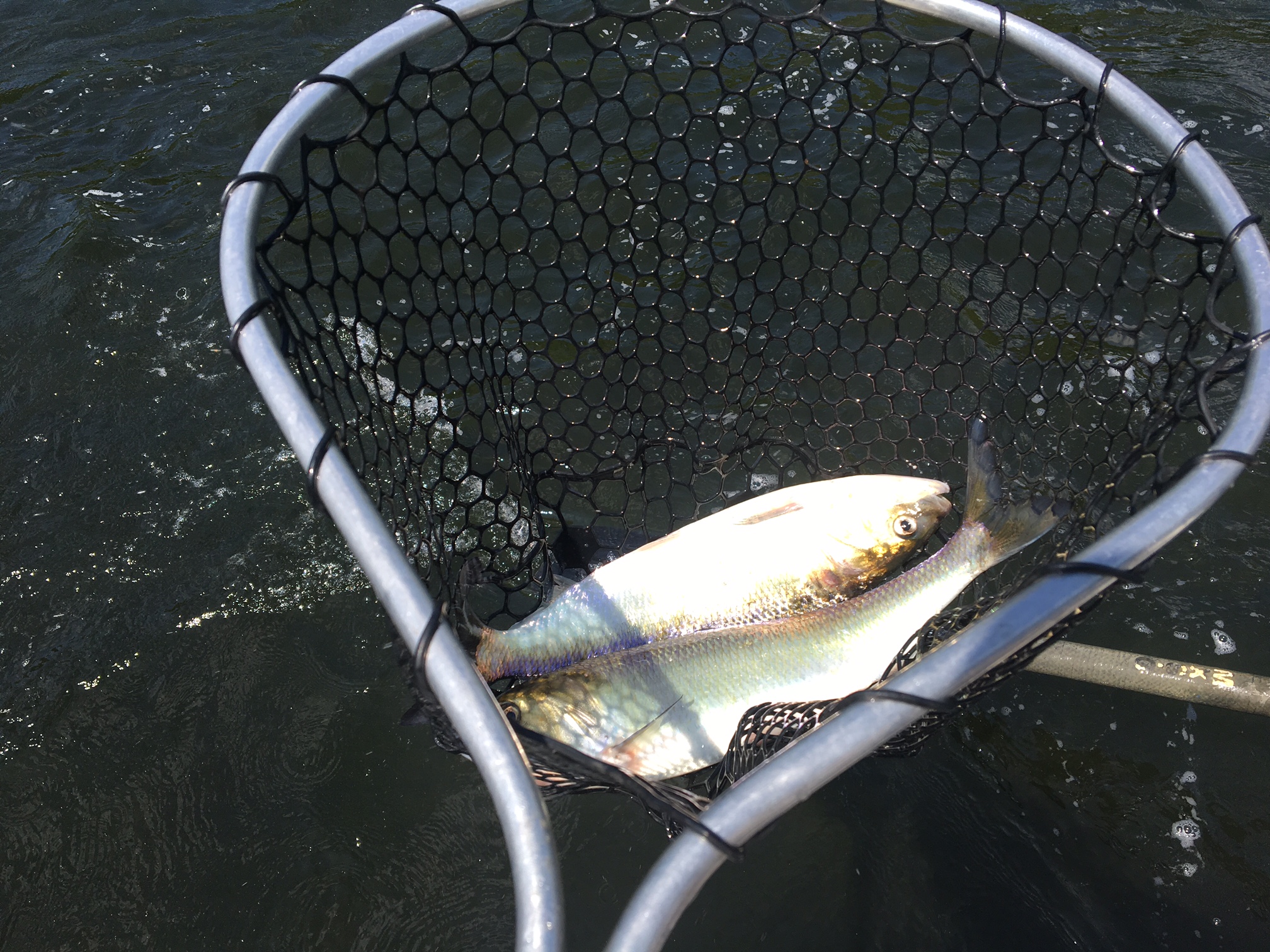 When the Shad are thick, this is not uncommon.