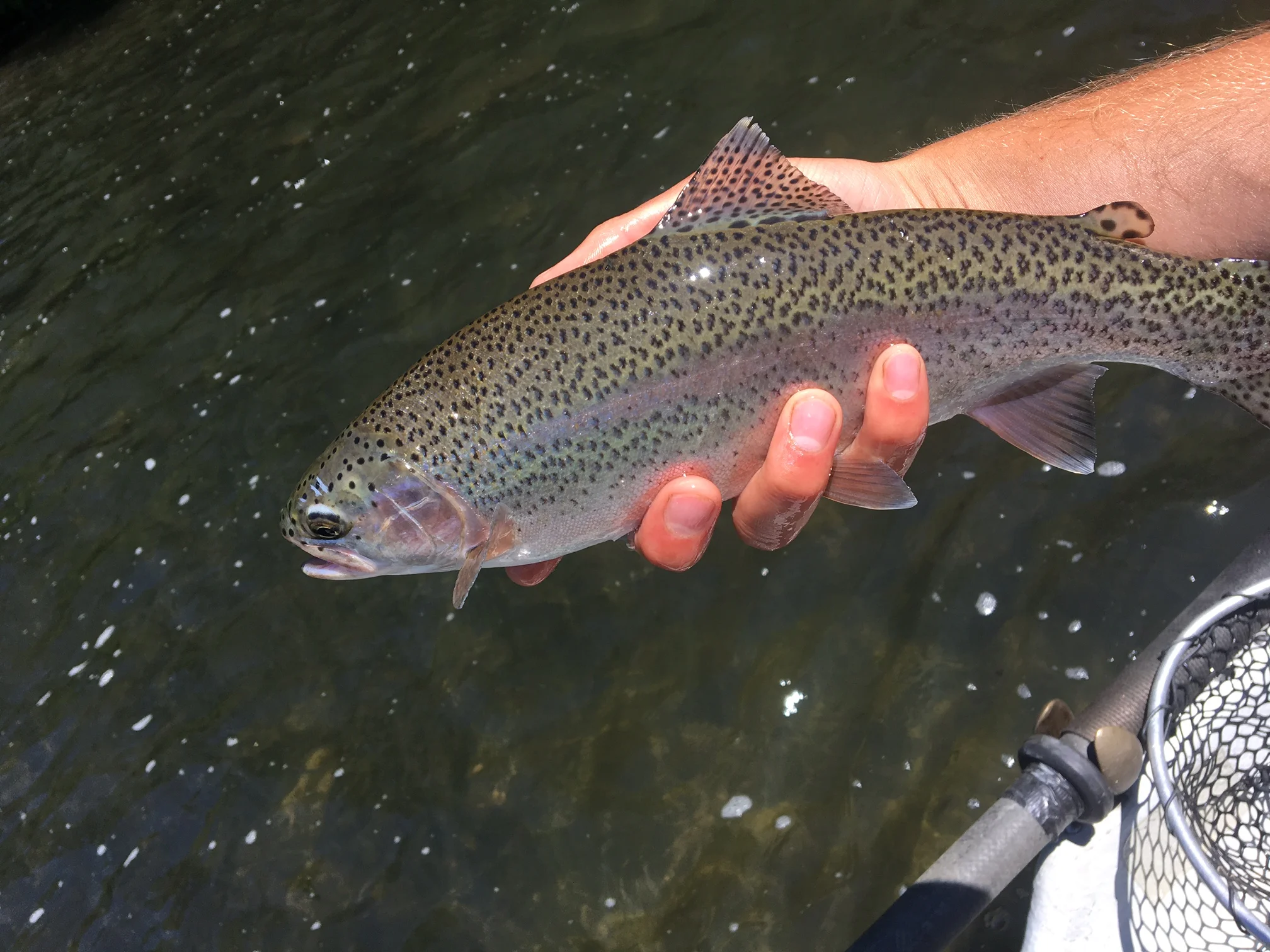 Nice Colors on this West Branch Rainbow