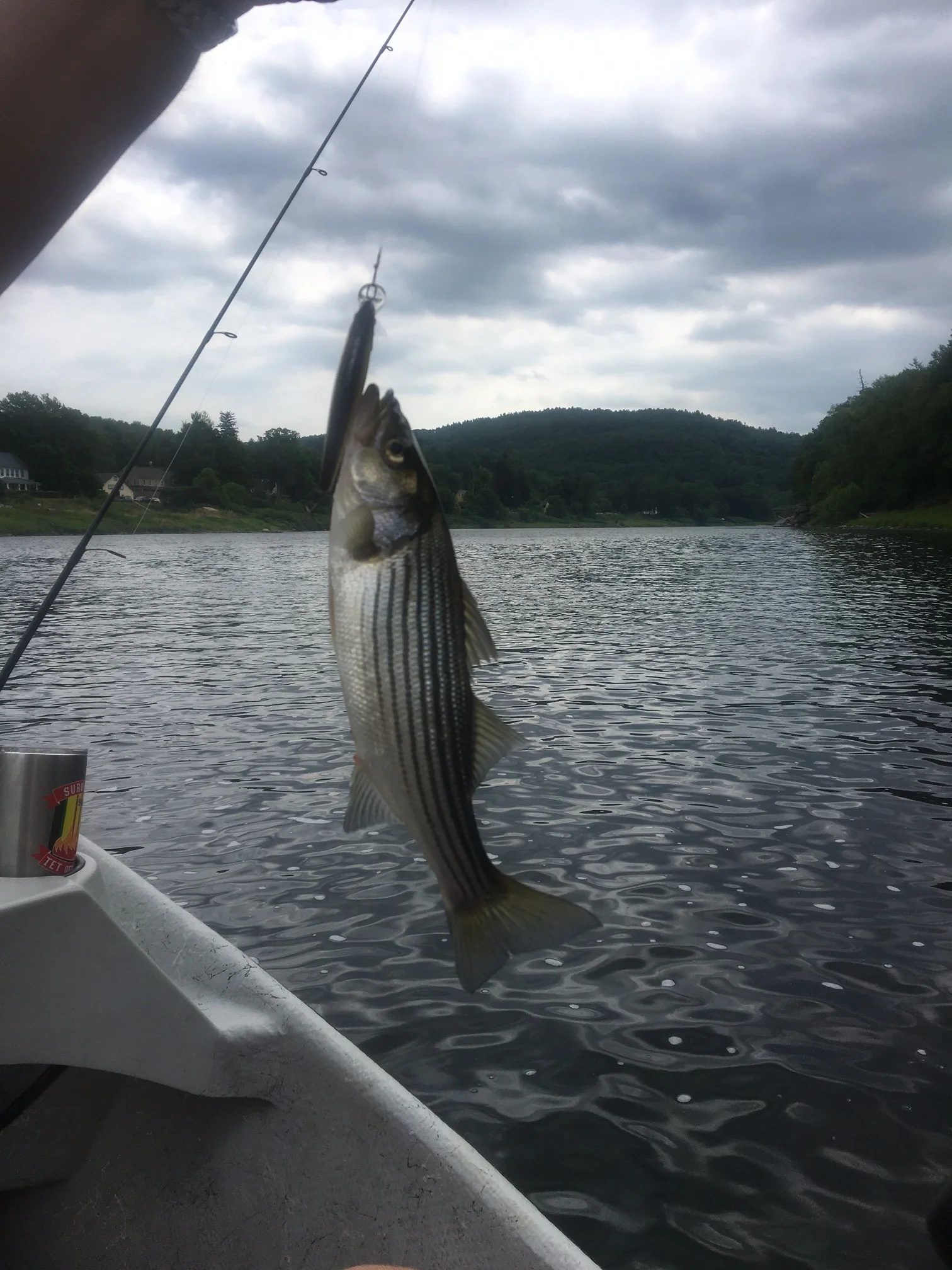 06/29/16 First year Stripers have been caught occasionally. 250 miles from the ocean.