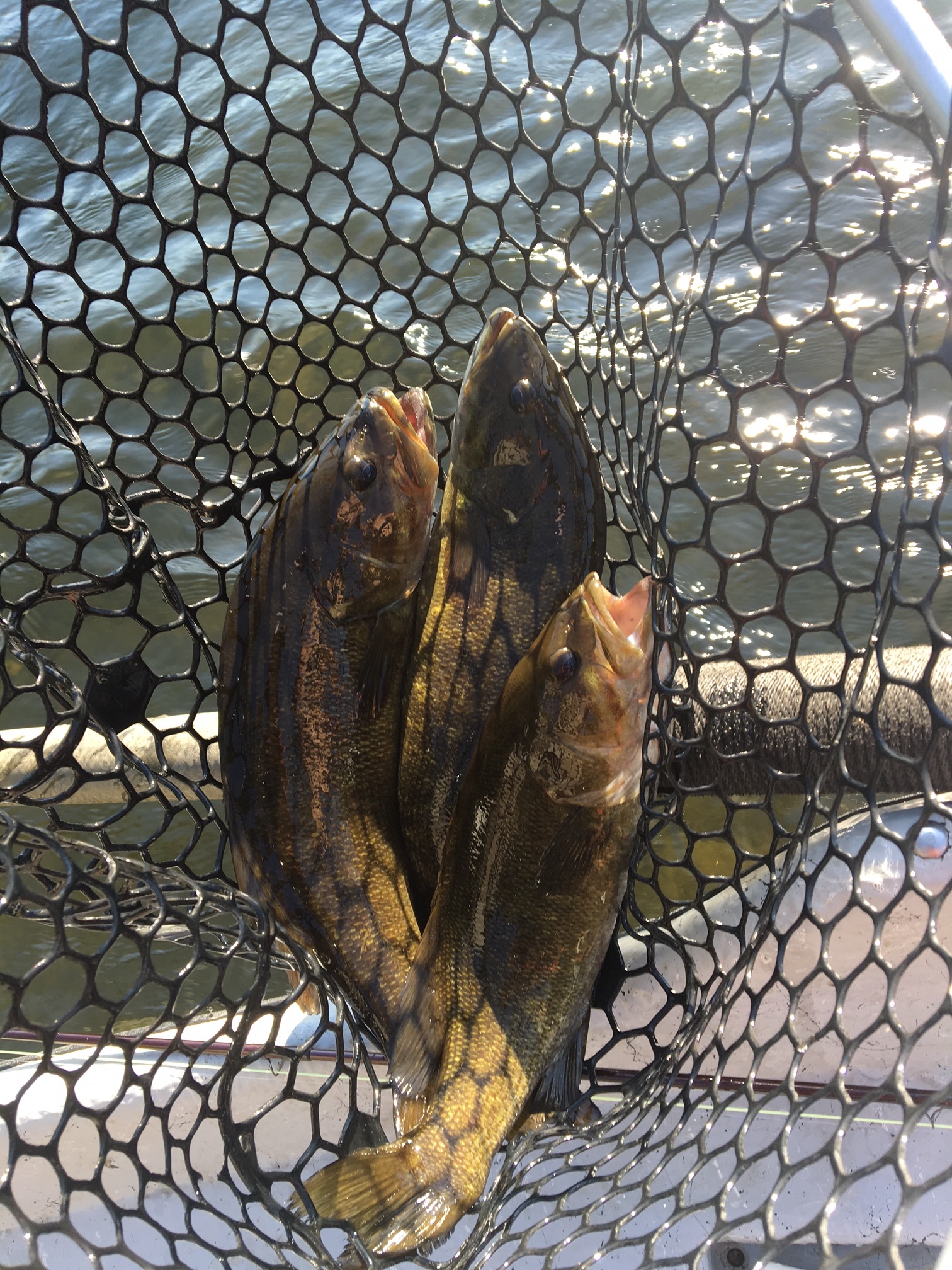 07/21/16 Triple Smallmouth Bass. The action is bonkers.