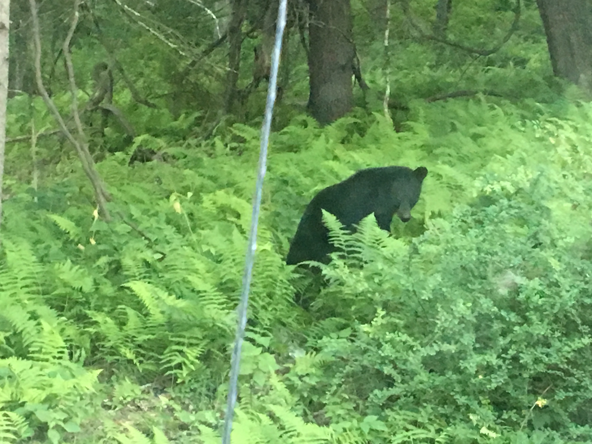 Bear mischief.