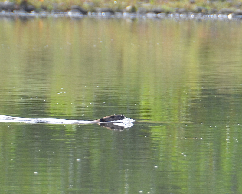 A Beaver swimming in the River.