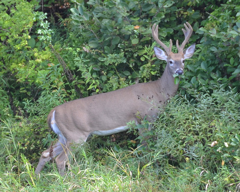 A nice Buck having a riverside snack.