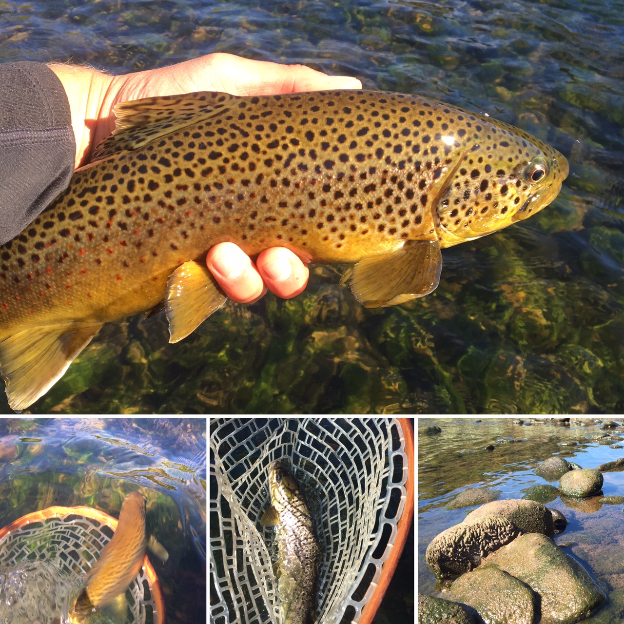 Fall colors on these Brown trout. Bug casings exposed due to low water.