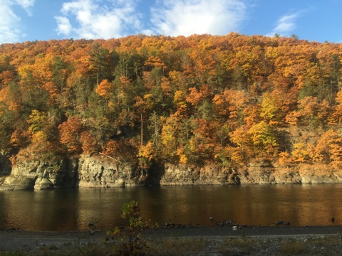 Foliage on the Upper Delaware