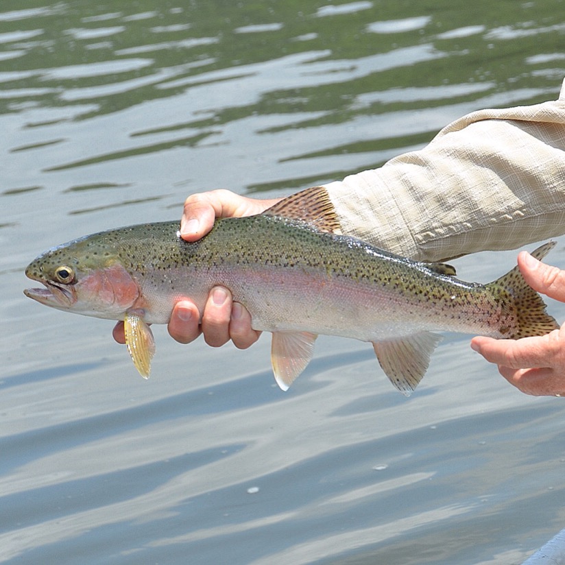 Upper Delaware river Wild Rainbow trout.