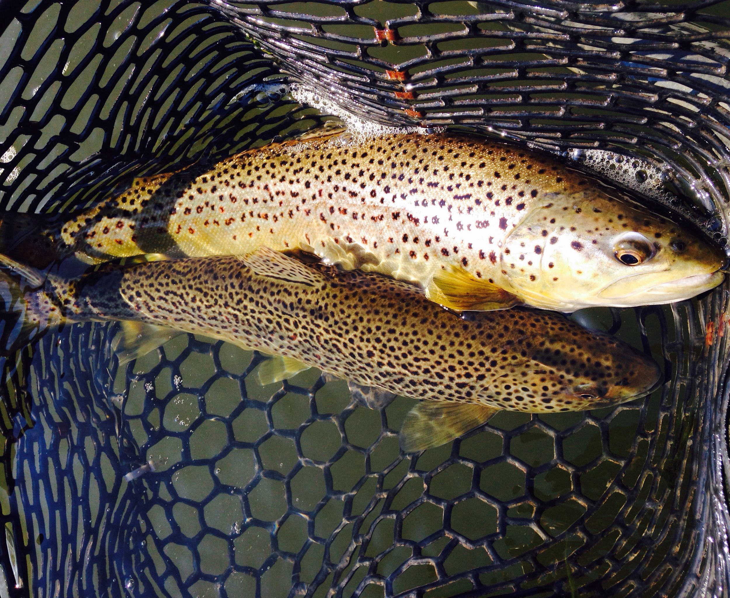 A heavy net, full of Brown trout.