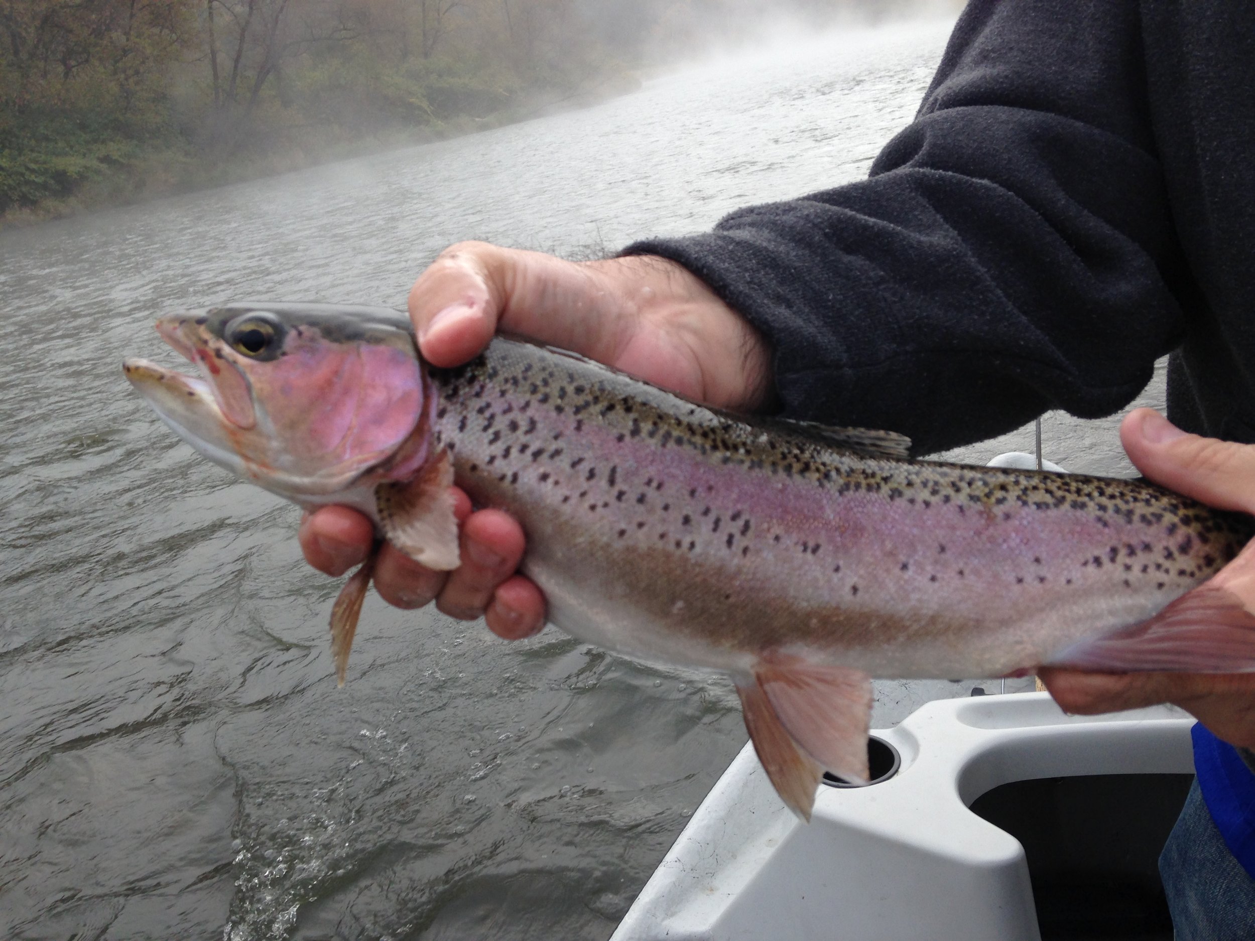 Beautiful colors on this Wild Rainbow trout!