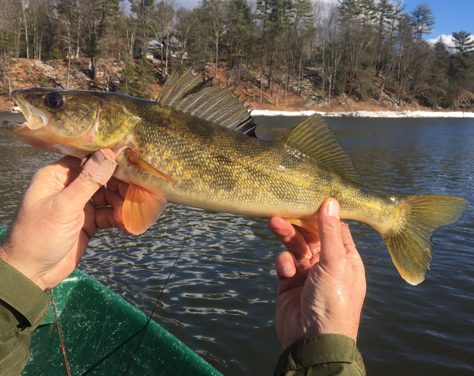 1/26/2017 19" keeper Walleye! 