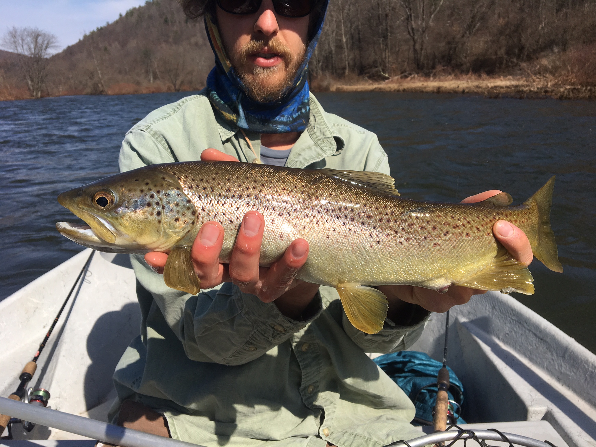 A hefty early season Brown.