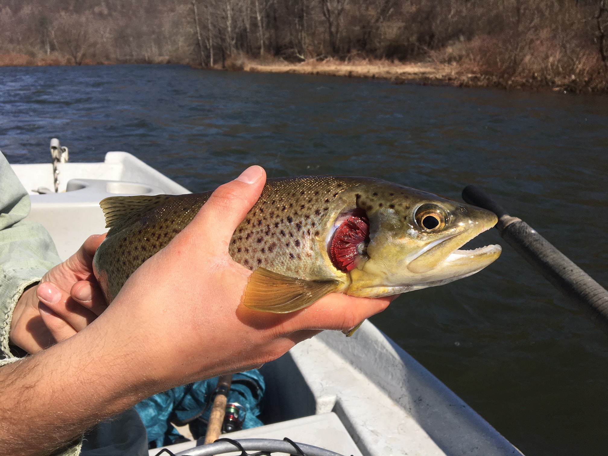 Mike Tyson got a hold of this Brown.
