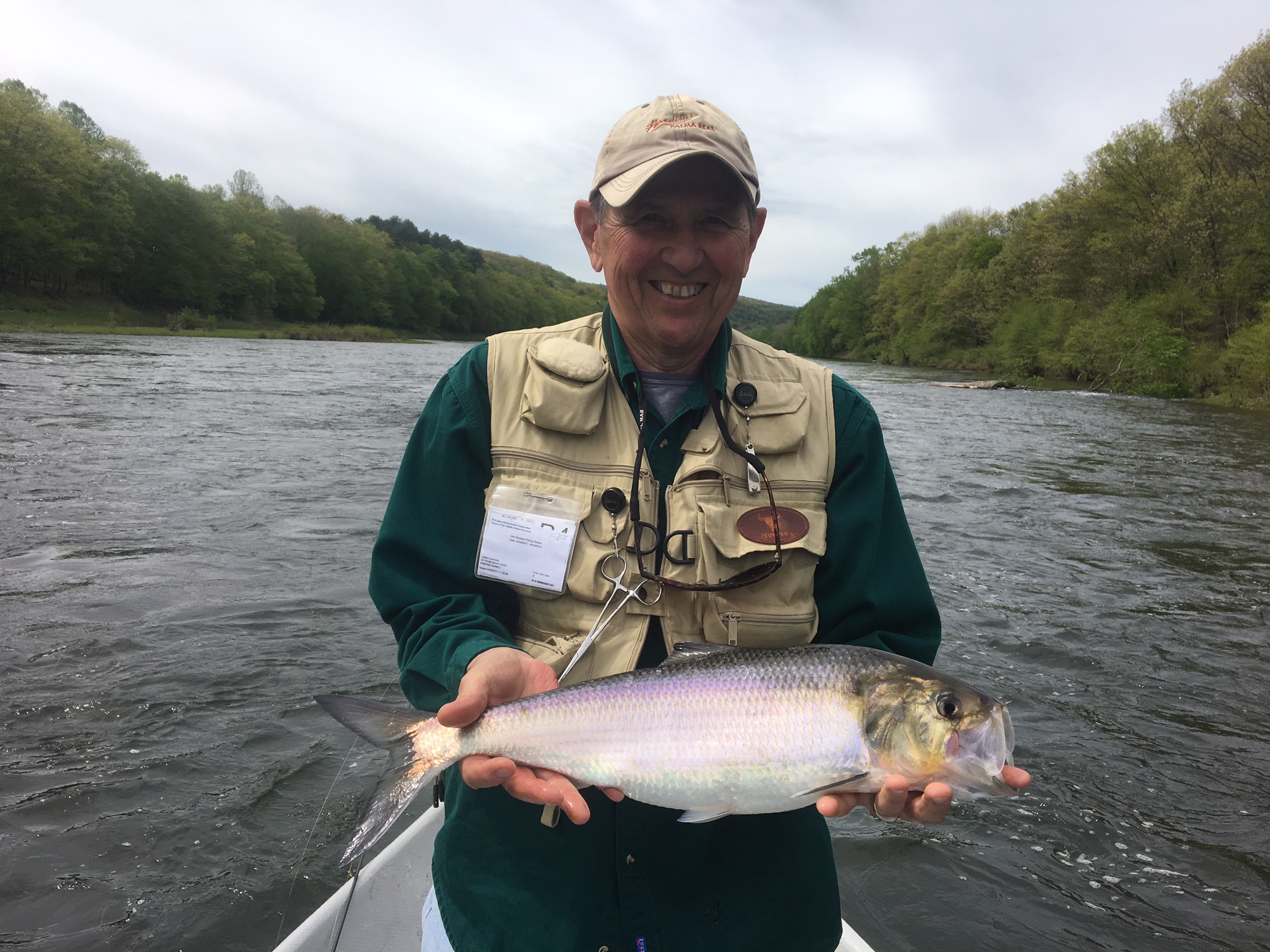 Joe with big Roe Shad!!