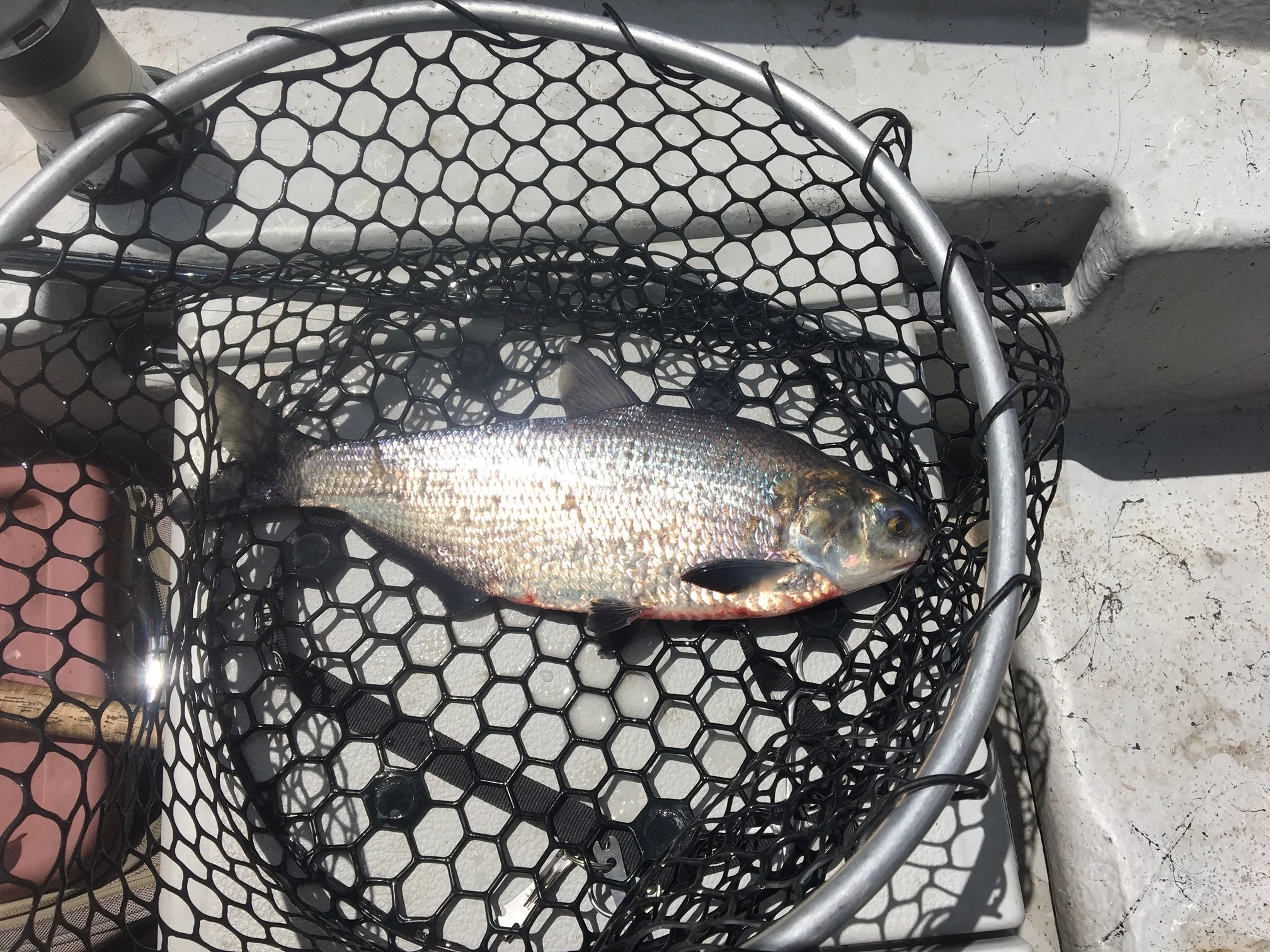 Hickory Shad are among the American Shad in the Upper Delaware!
