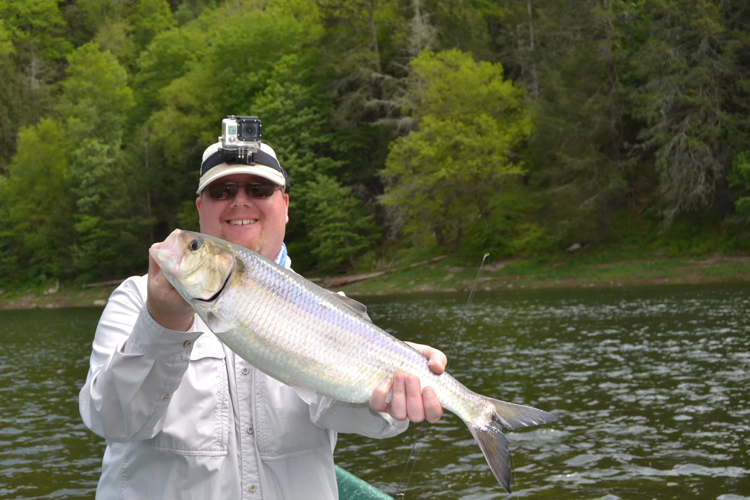 Lard Almighty with a hefty Roe Shad