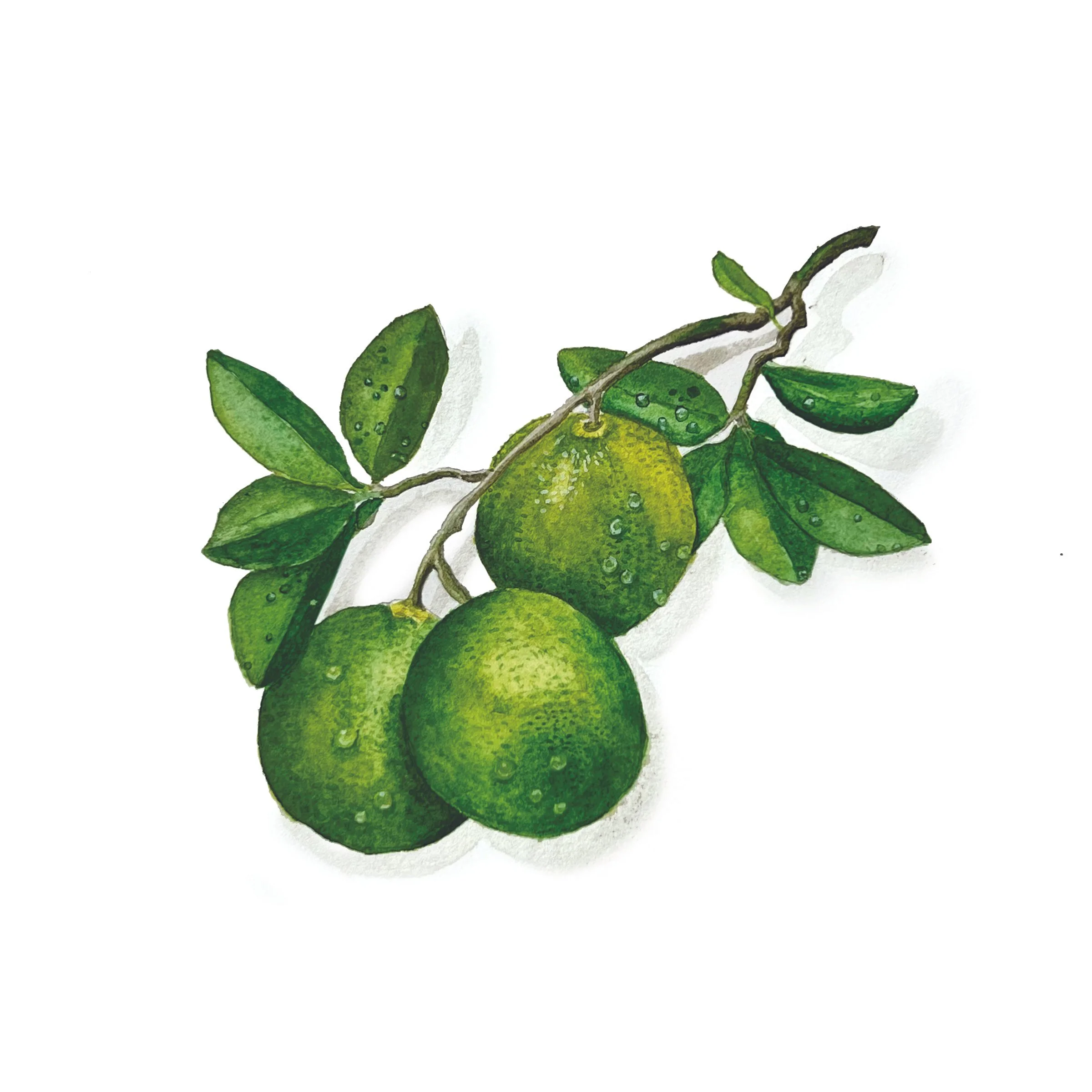 Limes.jpg