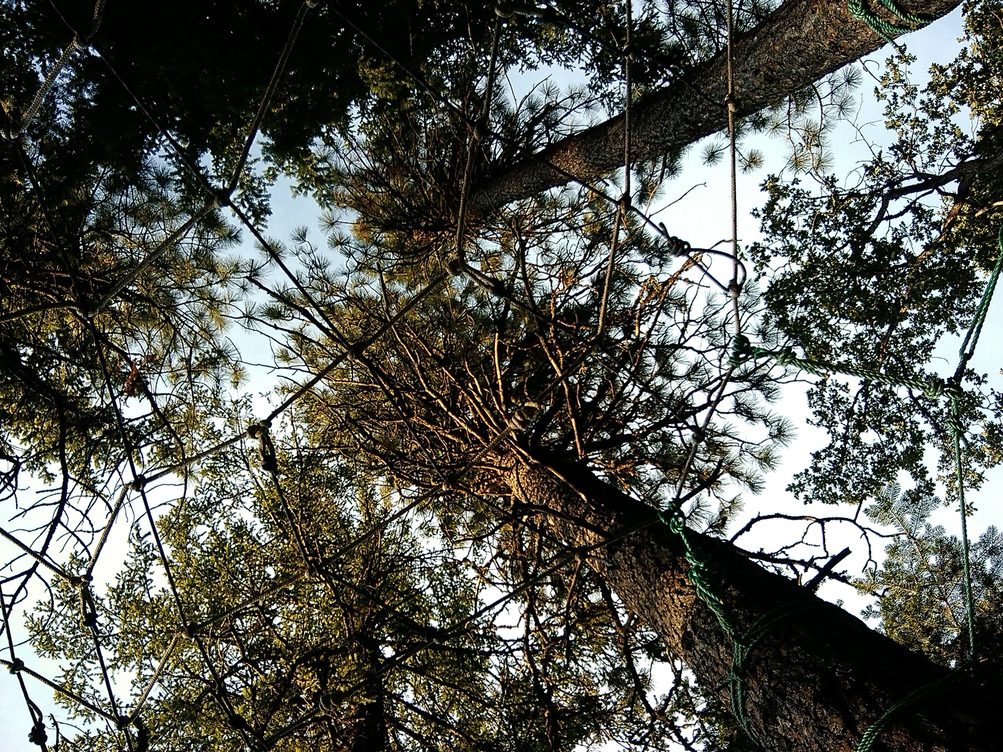 Tree Webs, What The Festival 2014