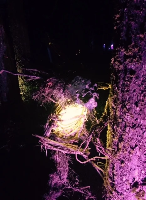 Demon Sculpture-Illuminated Forest What The Festival 2015