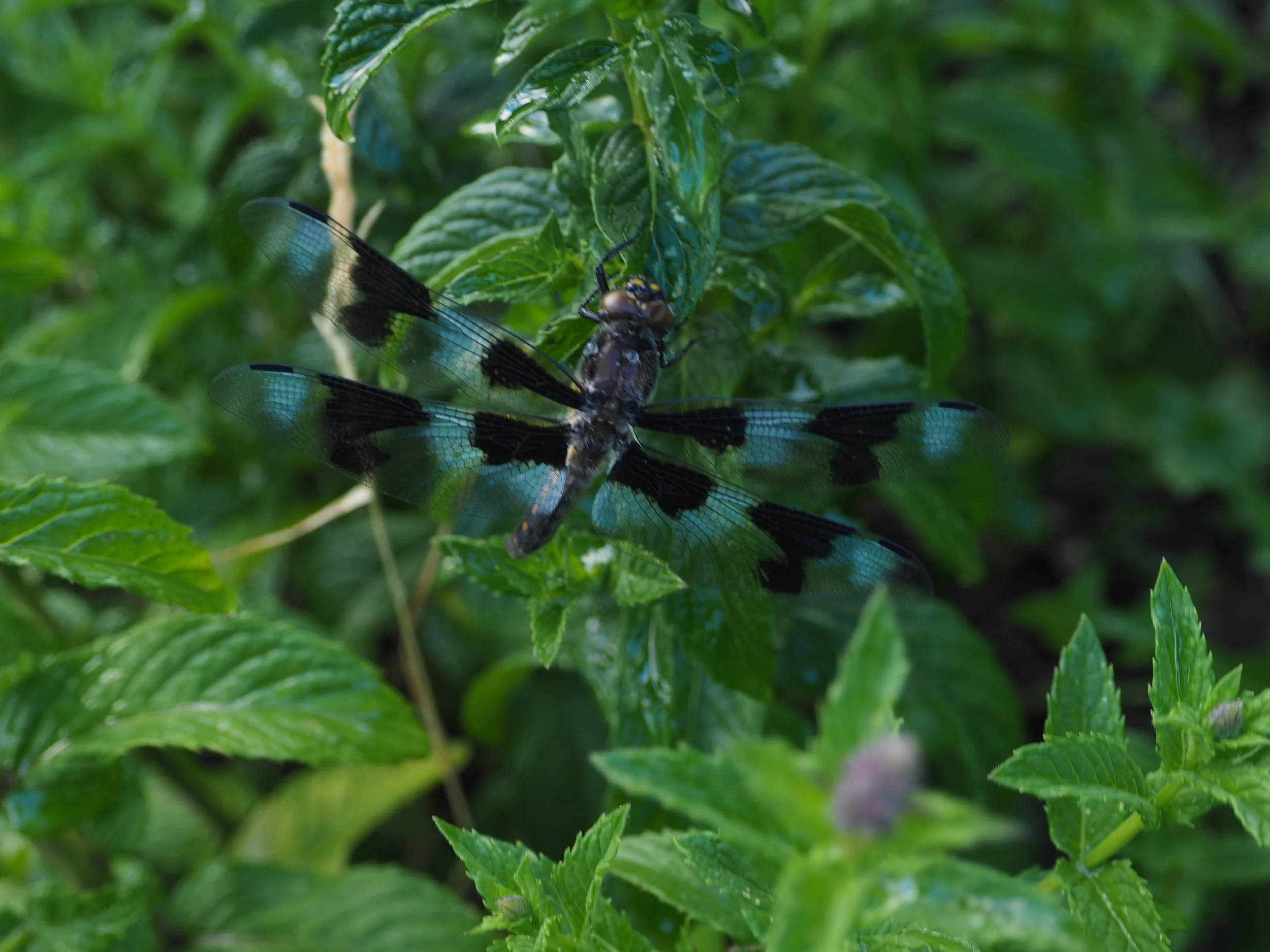 Male Dragon Fly- Common White Tail Skimmer. Territorial.