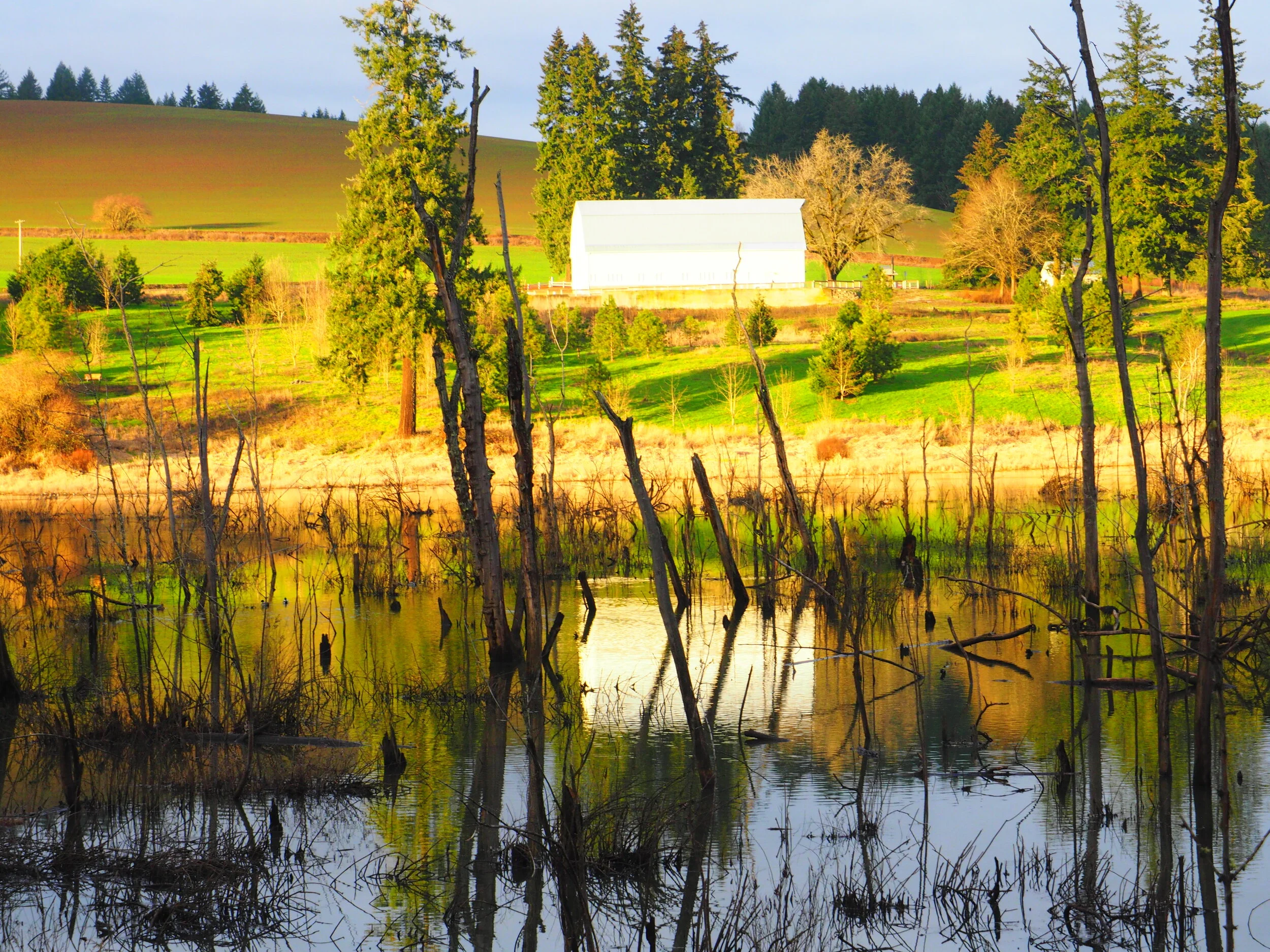 Tillamook Forest Wetlands Hwy 26, 2019