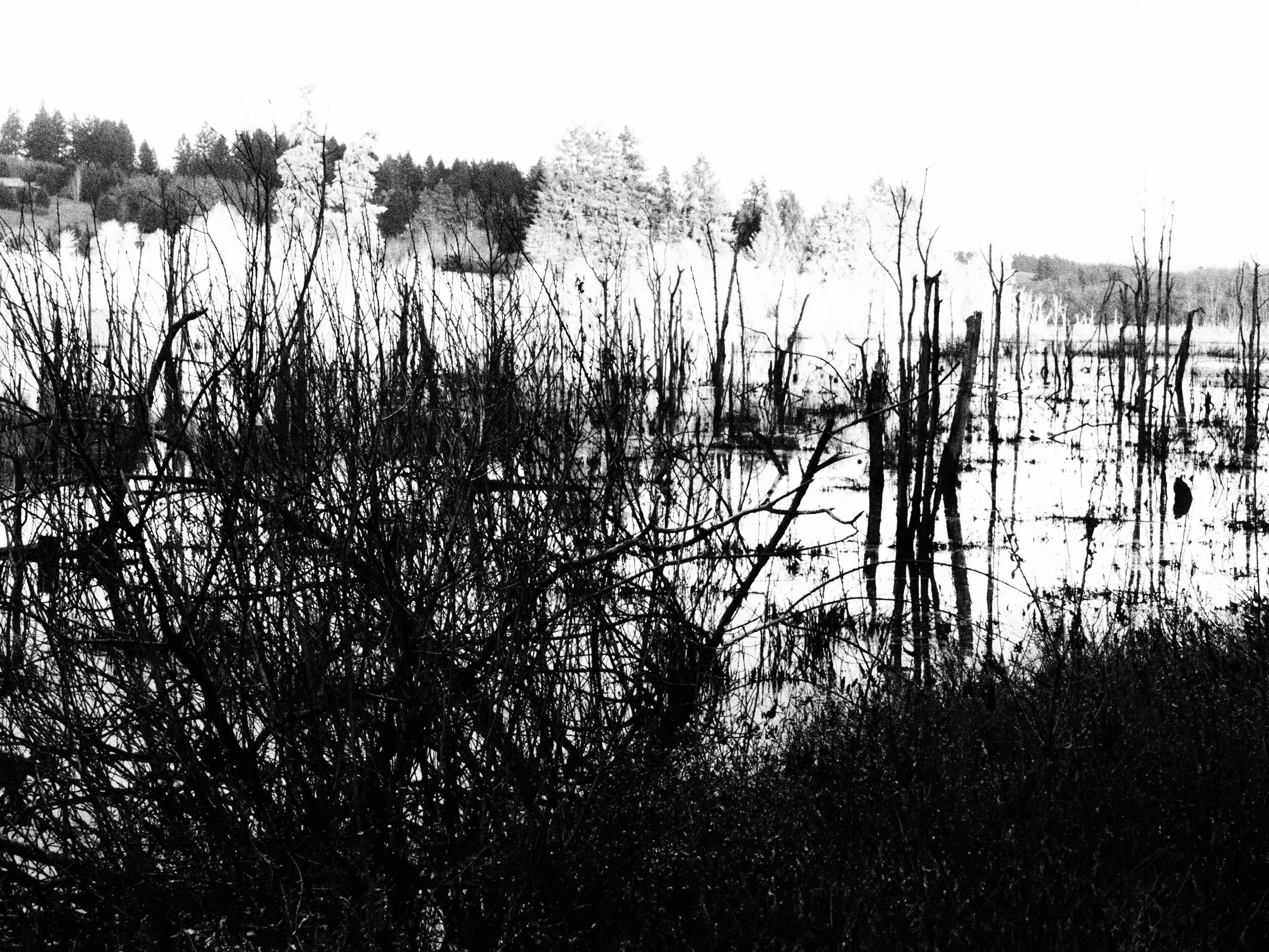 Tillamook Forest Wetlands Hwy 26, 2019