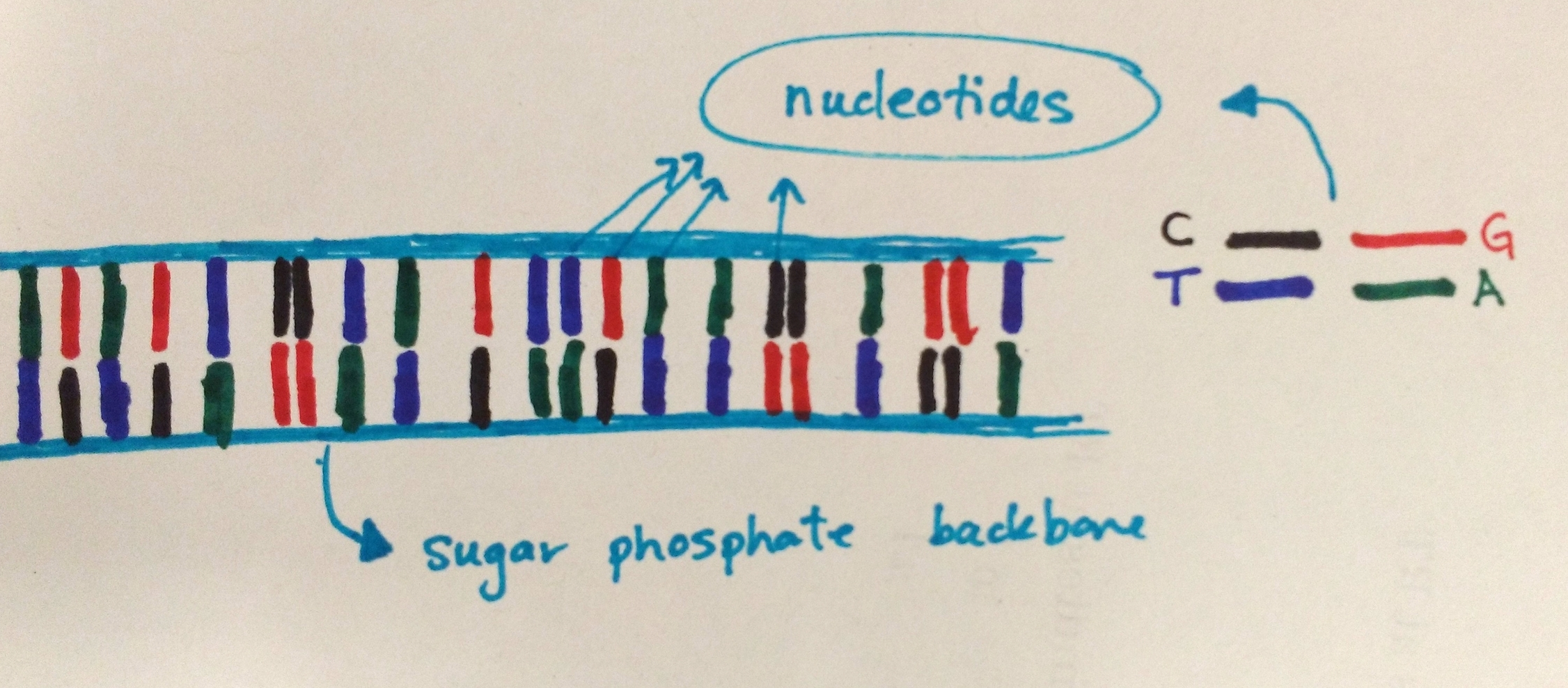 DNA structure hastily drawn while my cells were incubating. Normally DNA is twisted, but I don't have those sketching skills. But you get the idea. Nucleotides bind together, like a zipper, creating a 'base pair' . Since A always binds to T, and C to G, scientists only need to sequence one side of the zipper, since they can infer the other side. 