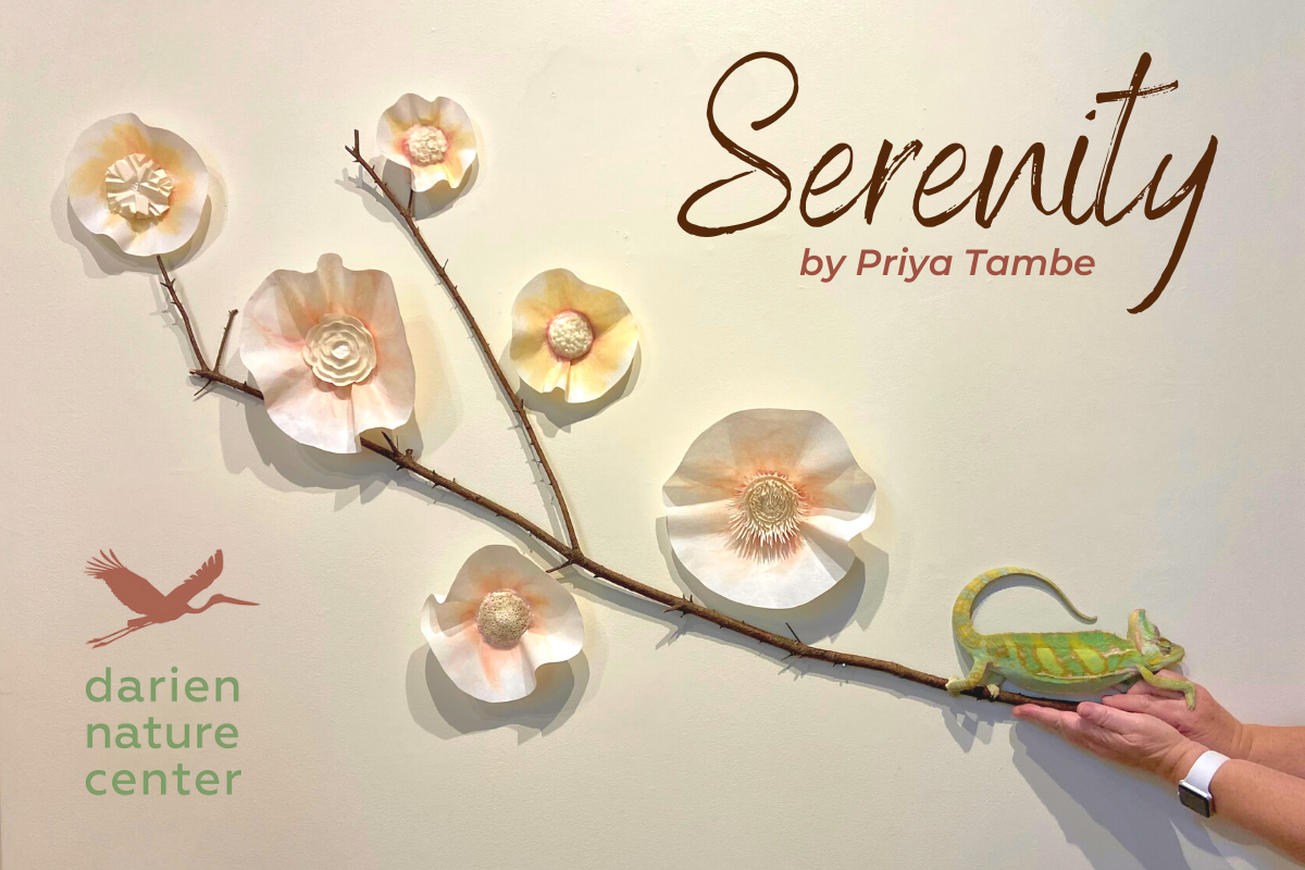 serenity opening reception.png