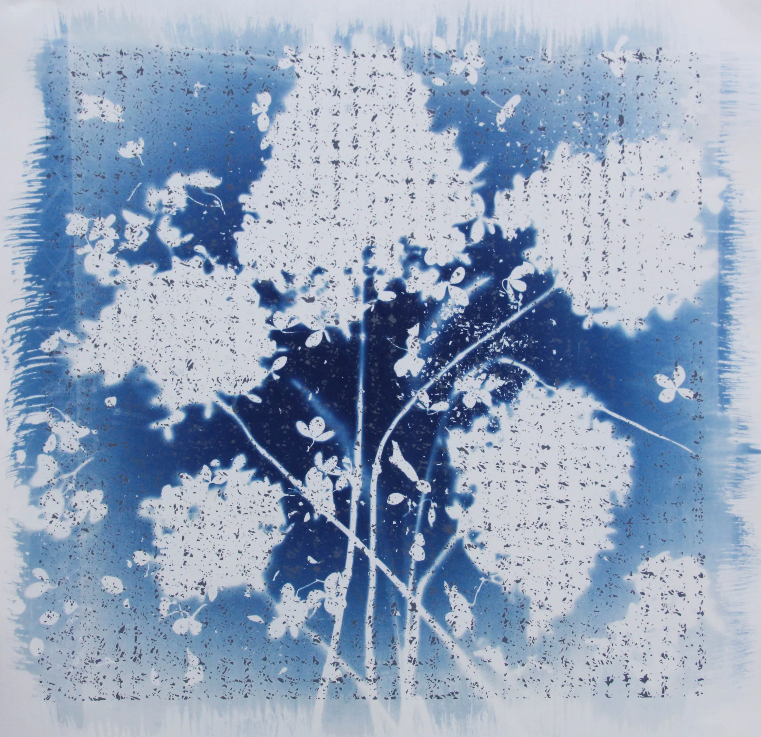SarahBourneRafferty_cyanotype-3.jpg