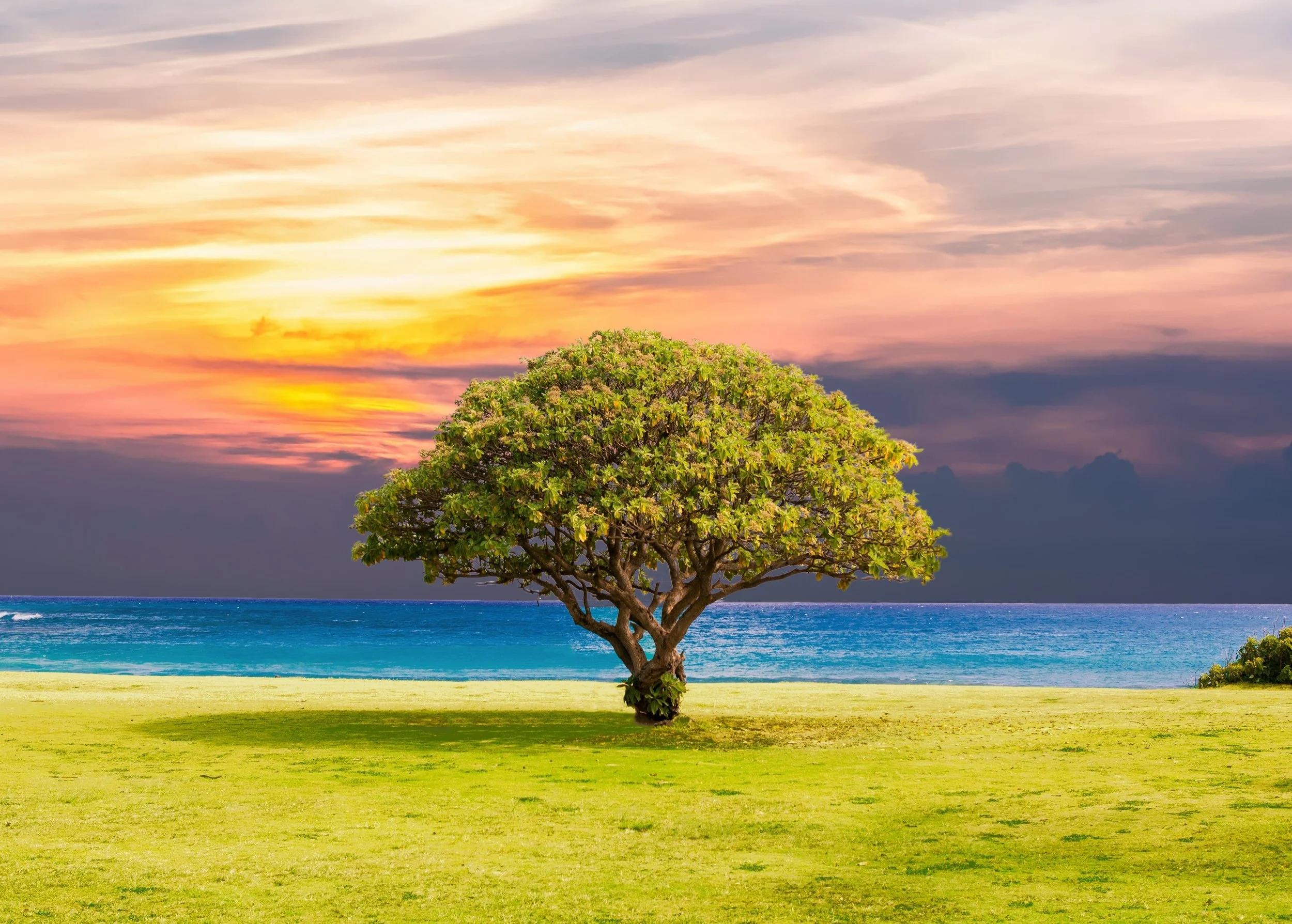 beach-clouds-grass-451855.jpg