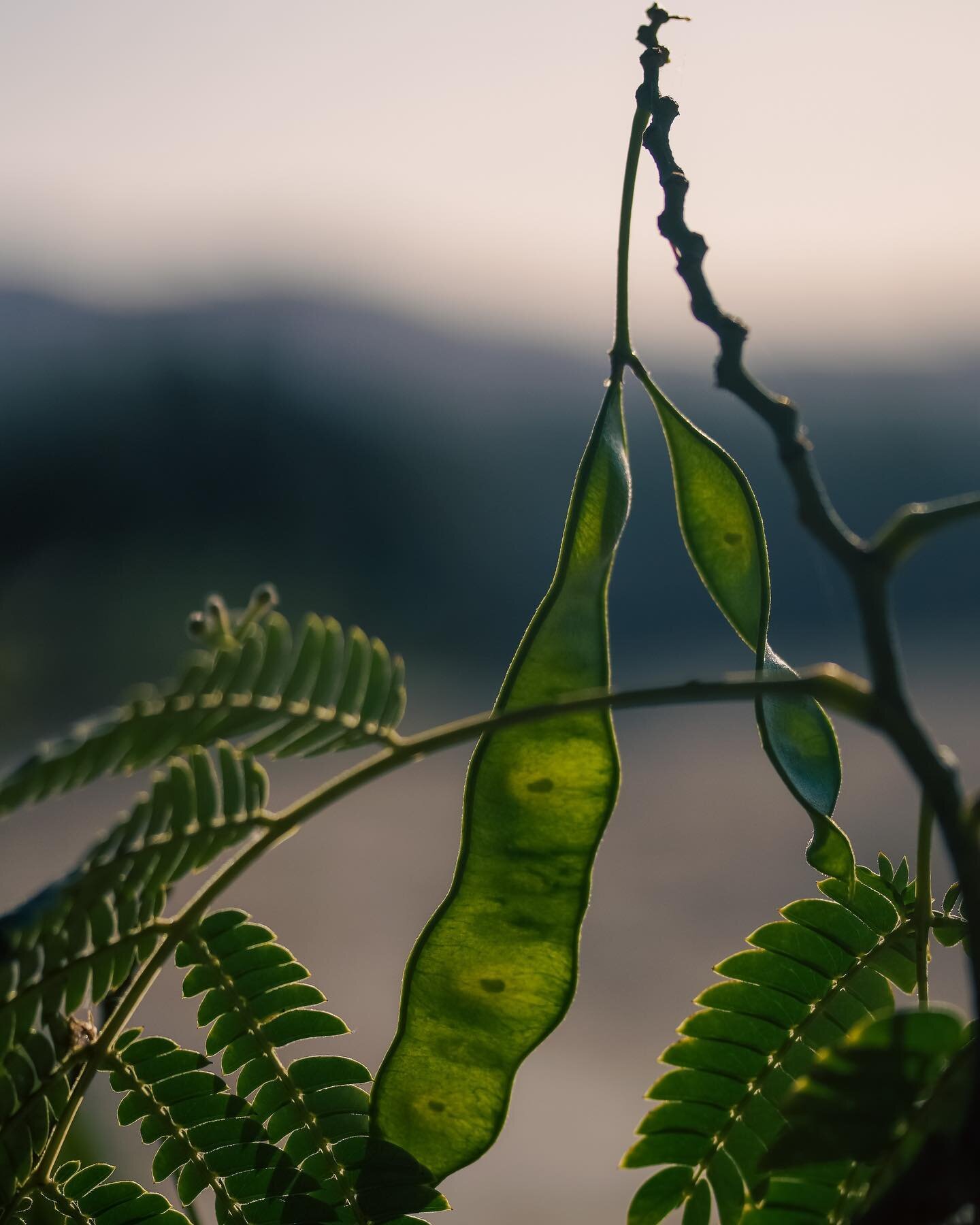 MOTHER Earth 

#losangelesphotographer #photographer #storytelling  #filmmaker #larealstory #frenchfilmmaker #storyteller #sonyalpha #sonyalphafemale #sonyartisan #cinematic #cinematicphotography 
#losangelesfilmmaker #photoshoot #california #calilif