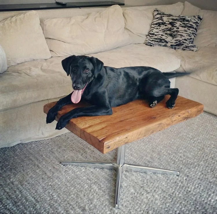 hazel+on+the+table.jpg