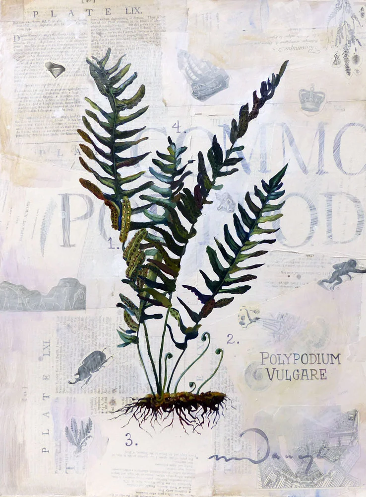 "The Common Polypody"