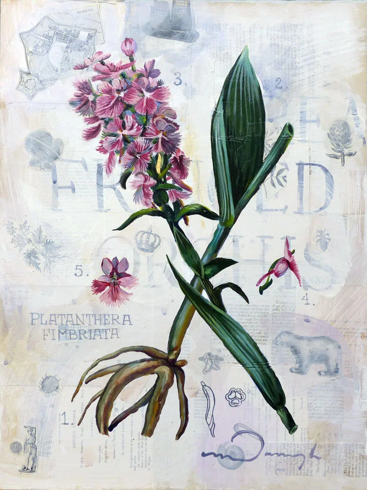 "The Fringed Orchis"