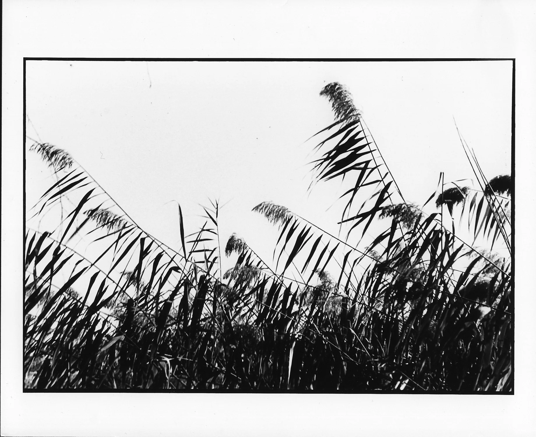 Reeds