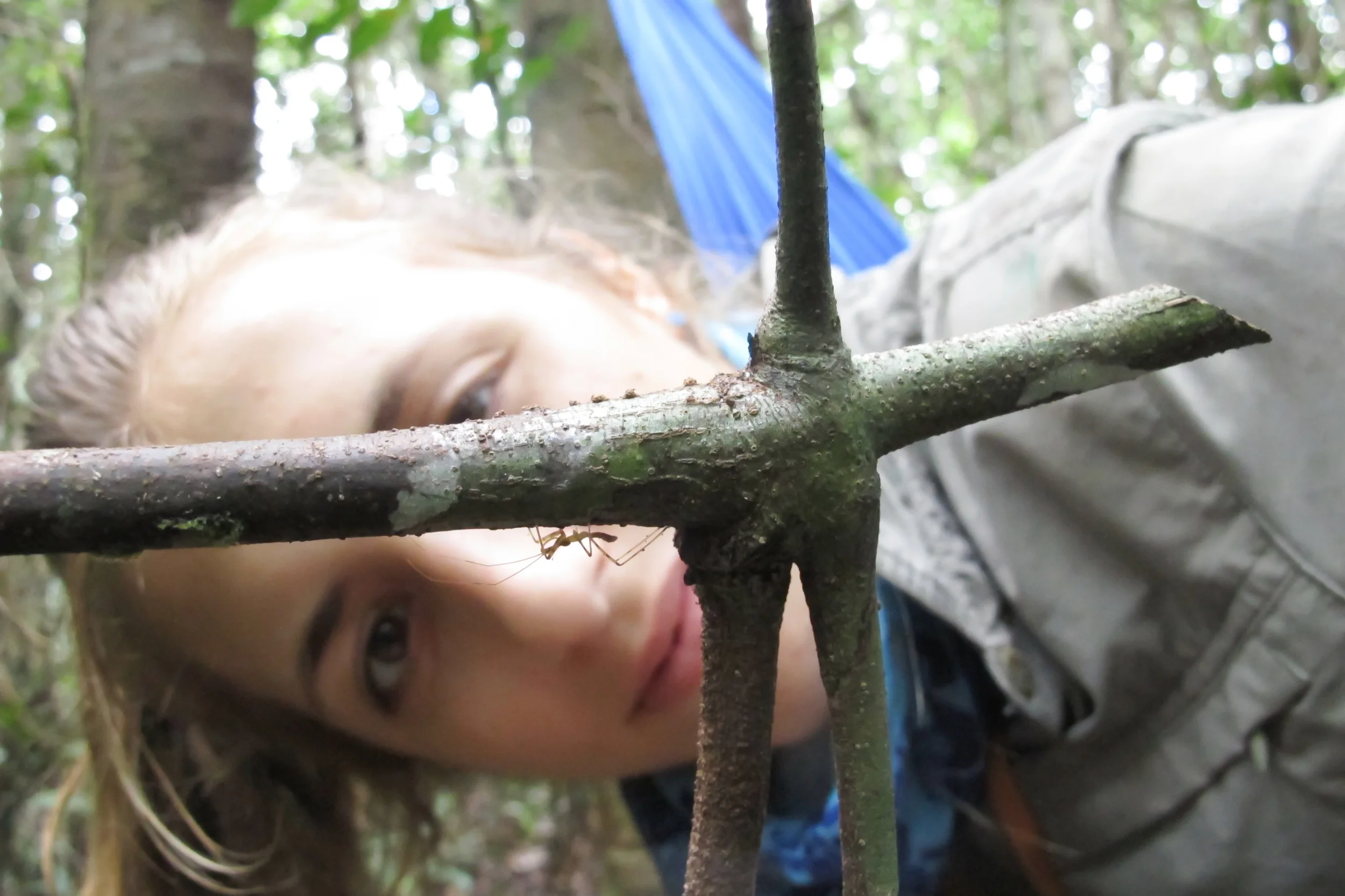 Examining a heteroptera bug in Borneo