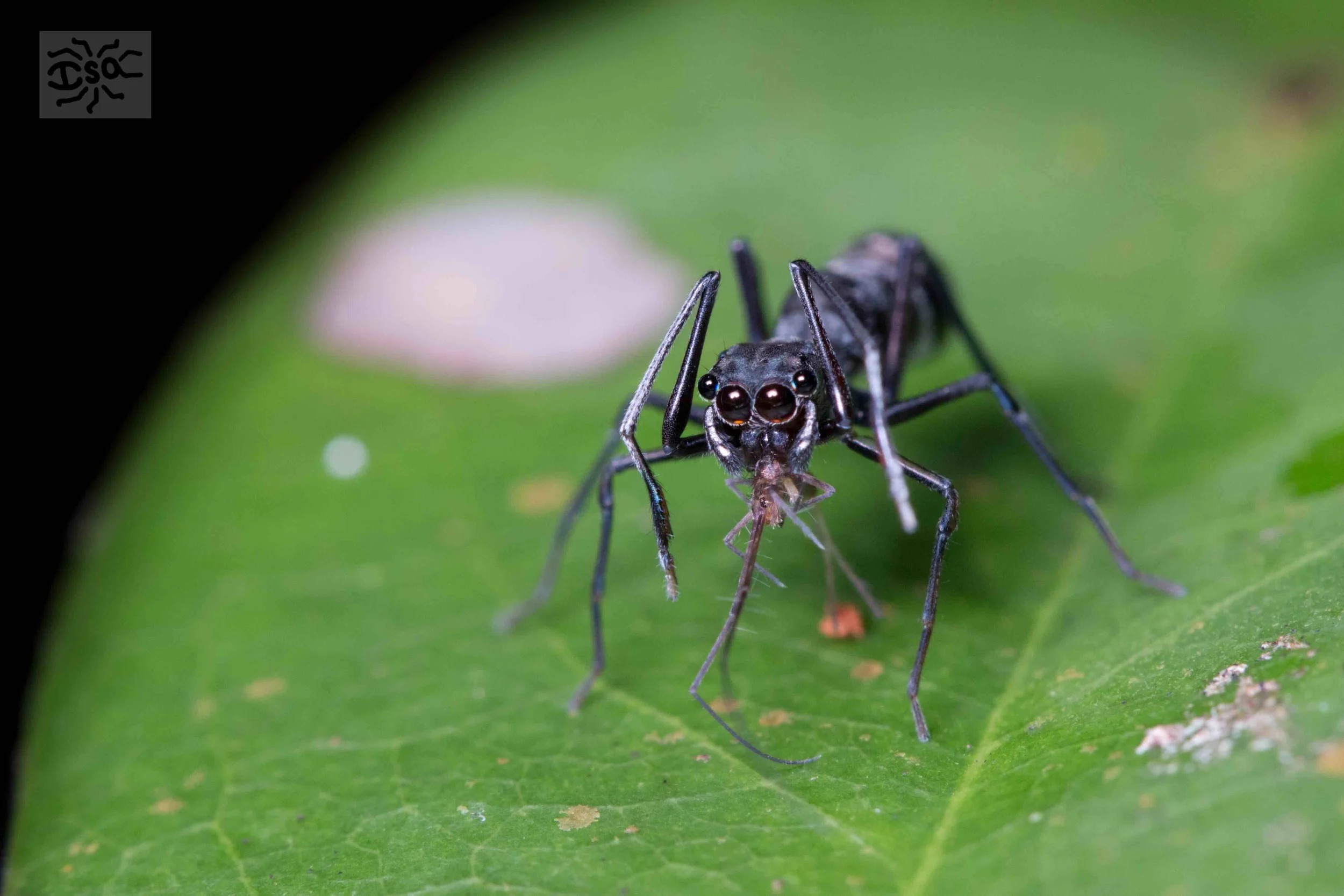 An ant mimicking jumping spider ( Agorious sp.) snacks on a freshly caught meal of springtail.