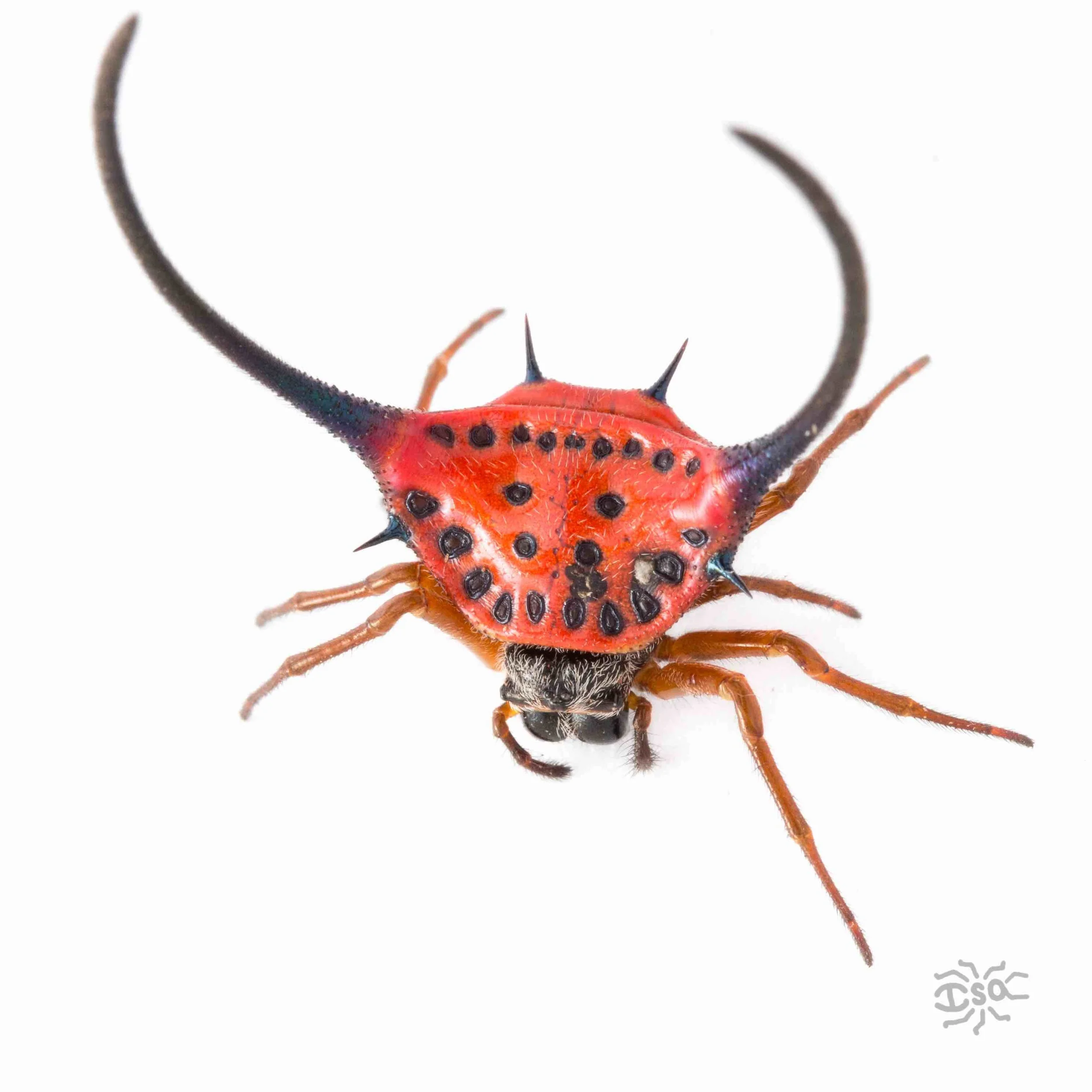 20150319 Borneo betancourt red spider.jpeg