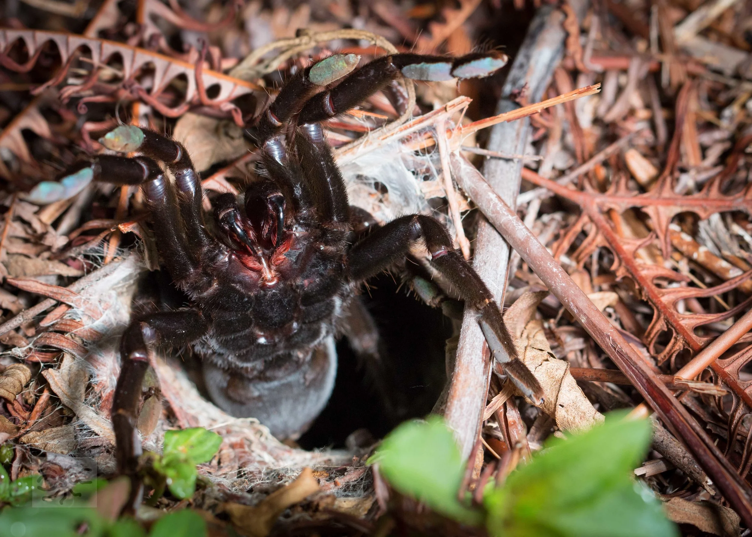 To defend her home, the tarantula threatens intruders with her fearsome fangs.