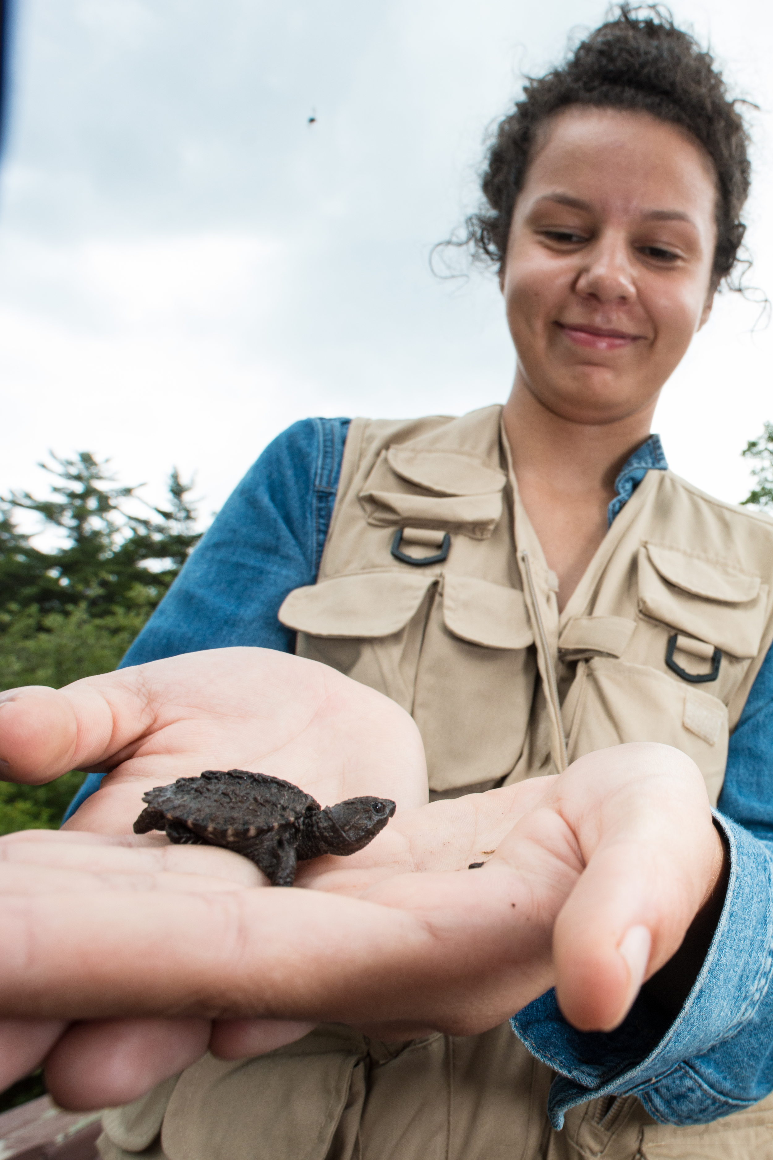 Rachel Davis, Biodiversity Intern at Penn State University's Frost museum encounters a baby turtle while out in the field.
