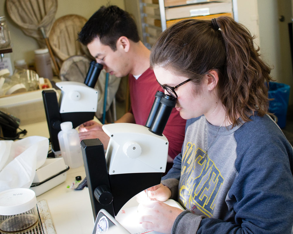  A graduate student and an undergrad intern use magnification to identify and sort insect samples. 