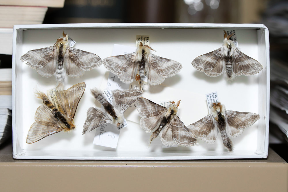  Moth specimens in a foam lined unit tray. 