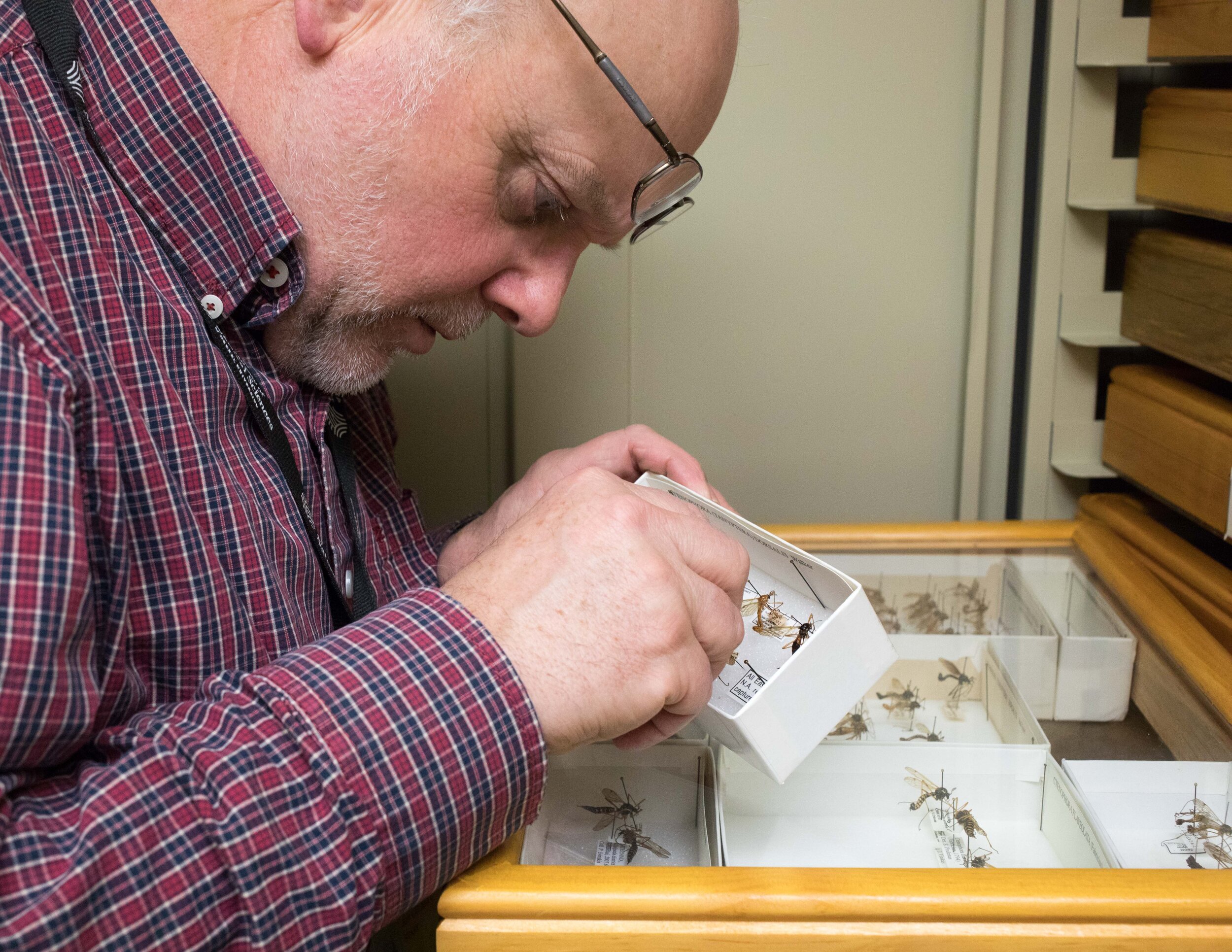  Dr. Gelhaus, one of the few world experts on crane flies,  examines craneflies in the Academy of Natural Sciences of Drexel University Entomology Collection 