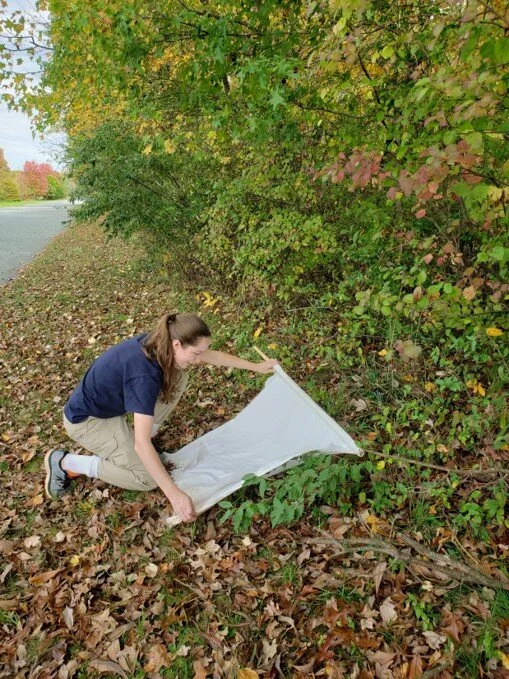 inspecting tick flag.jpeg