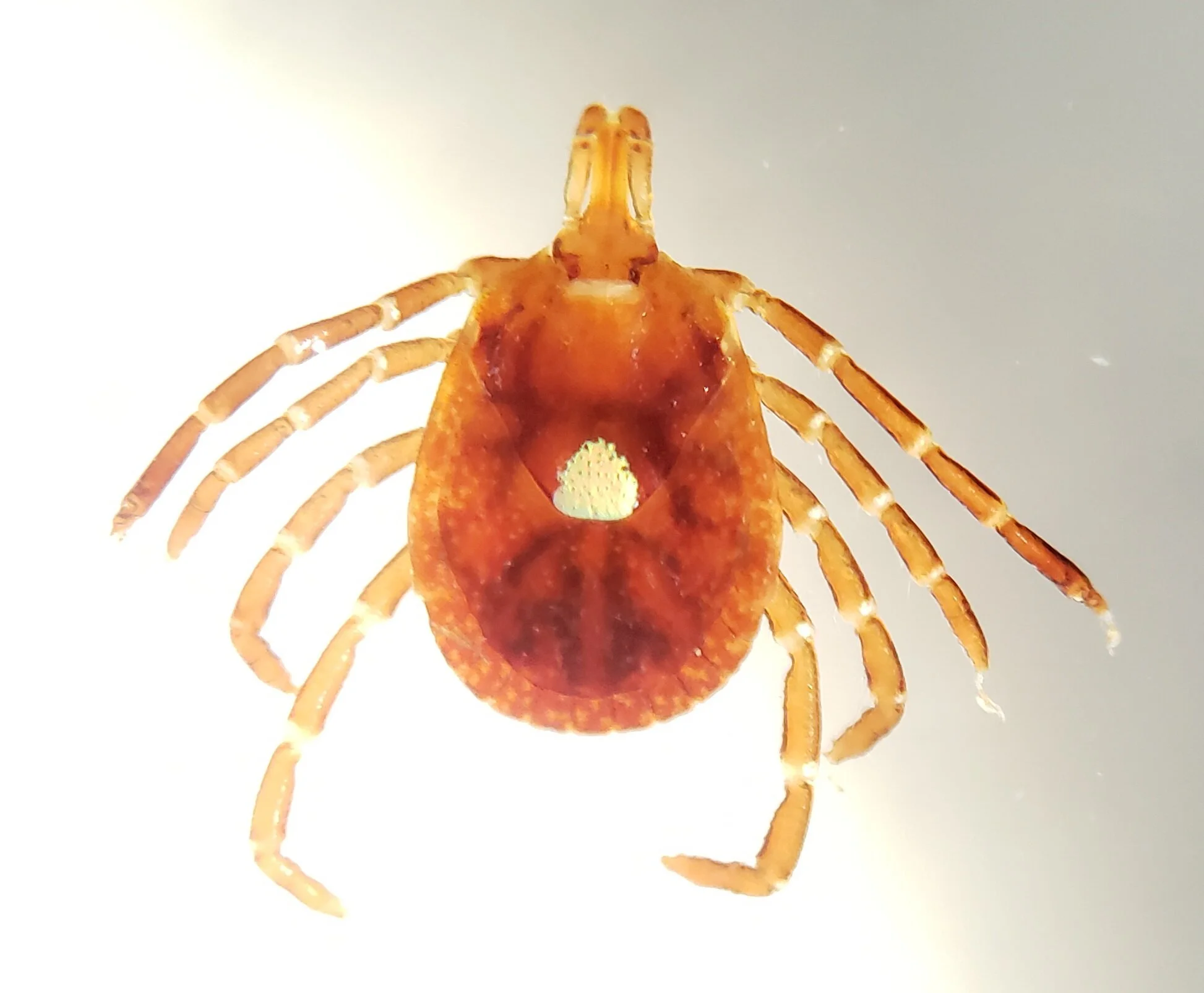 Dec 15 Lone star tick.jpeg